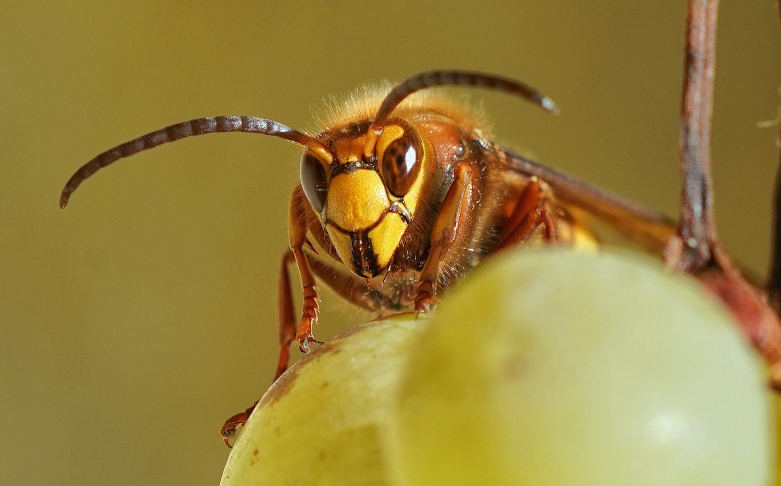 蜂駆除専門家「ふくろう」トップ画像